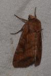 Lacanobia splendens
