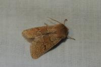 Orthosia miniosa