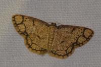 Stegania cararia