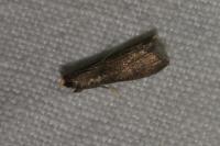 Eccopisa effractella