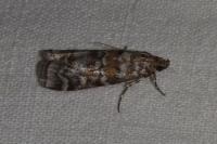 Dioryctria sylvestrella