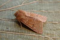 Orthosia miniosa