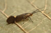 Esperia sulphurella