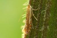 Phyllonorycter quercifoliella