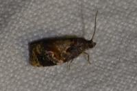 Ditula angustiorana