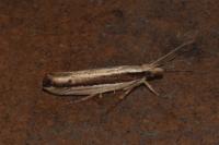 Ypsolopha ustella