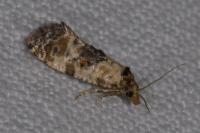 Cochylis molliculana