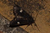 Melanchra persicariae