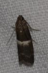 Elegia similella