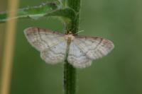 Idaea humiliata
