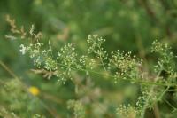 Macroglossum stellatarum