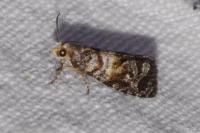 Cymolomia hartigiana