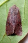 Orthosia incerta