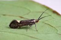 Esperia sulphurella