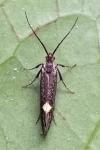 Esperia sulphurella