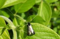 Adela reaumurella