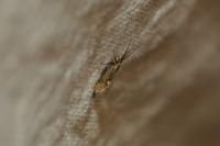 Esperia sulphurella