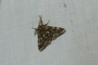 Lycia hirtaria