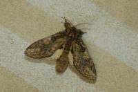 Peridea anceps