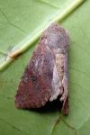 Orthosia incerta