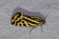 Emmelia trabealis