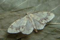 Idaea trigeminata