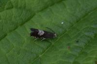 Grapholita compositella