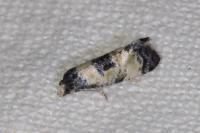 Cochylis dubitana