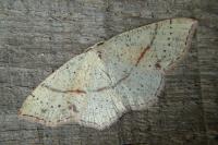 Cyclophora punctaria