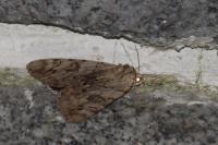 Catocala electa