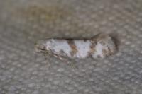 Scythropia crataegella