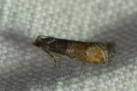 Clavigesta purdeyi