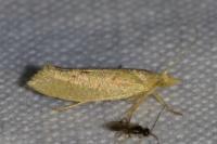 Ypsolopha alpella