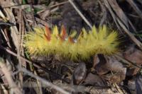 Acronicta aceris