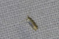 Phyllonorycter harrisella