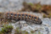 Euplagia quadripunctaria