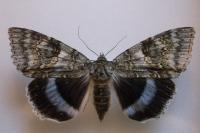 Catocala fraxini