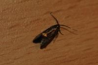 Esperia sulphurella