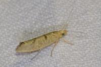 Ypsolopha alpella