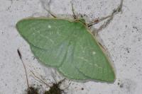 Thetidia smaragdaria