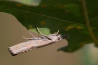 Agriphila geniculea