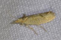 Ypsolopha alpella