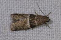 Elegia atrifasciella