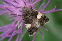 Tyta luctuosa