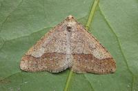 Phigaliohybernia marginaria