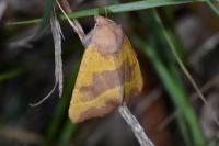 Atethmia centrago