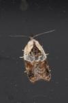 Acleris variegana