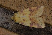 Cirrhia icteritia