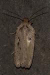 Agonopterix yeatiana