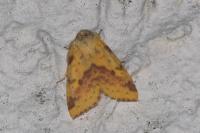 Xanthia togata